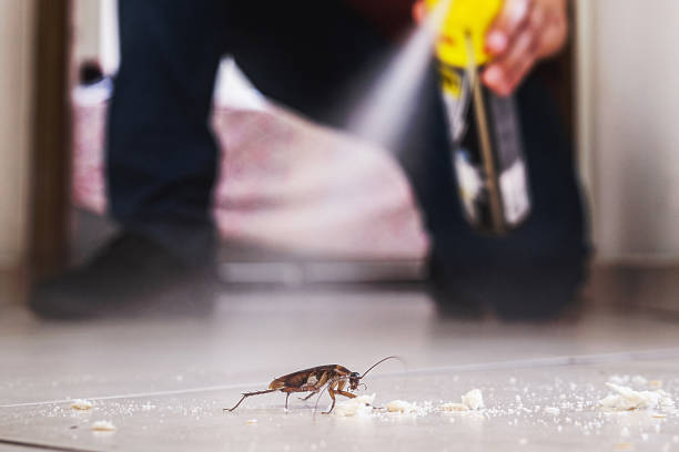 Best Pest Removal Services  in Lake Mathews, CA